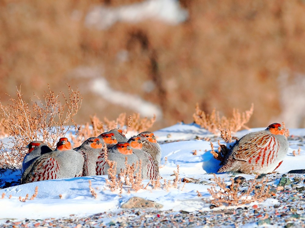 托里县好呆萌灰山鹑雪地埋头觅食