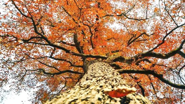 春暖鱼龙争变化,风和草木尽鲜柔.铜岩屹屹垂千古,文笔巍巍壮万秋.