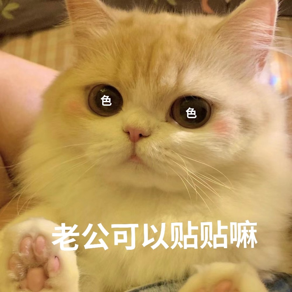 撒娇猫表情包可以给我暖手嘛