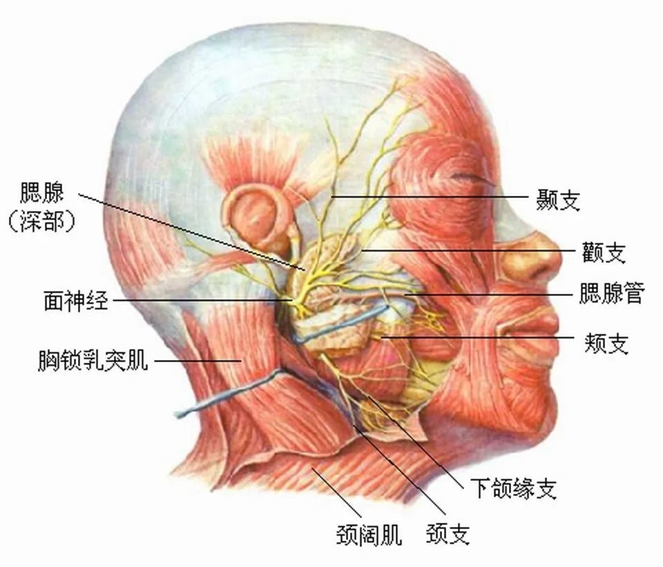 (腮腺和面神经的关系(面瘫症状)腮腺手术的难点在于术中面神经的解剖