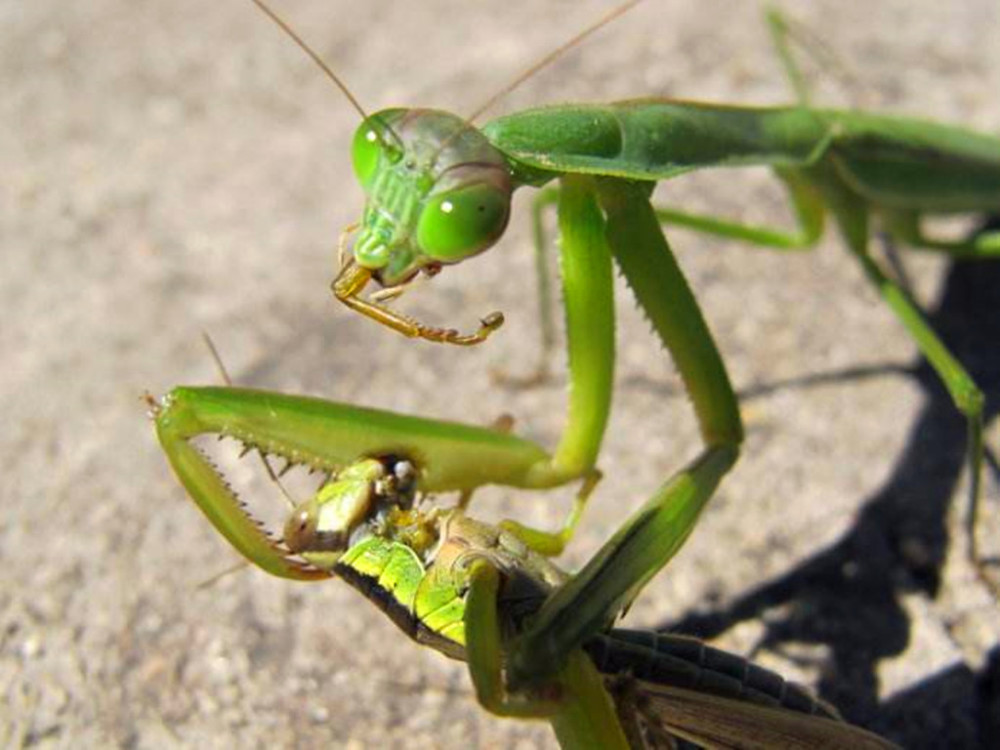 交配完后母螳螂要吃掉丈夫时为何公螳螂不反抗也不逃走