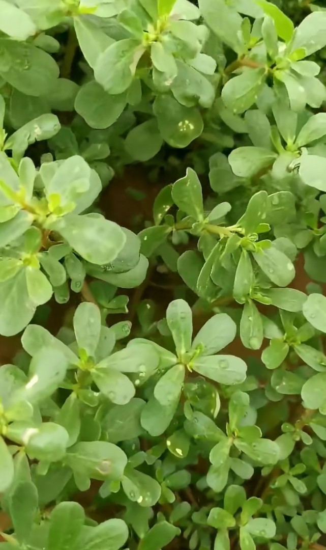 是一個讓人非常頭疼的野菜,它的生命力極其頑強,所以很多人叫它不死草