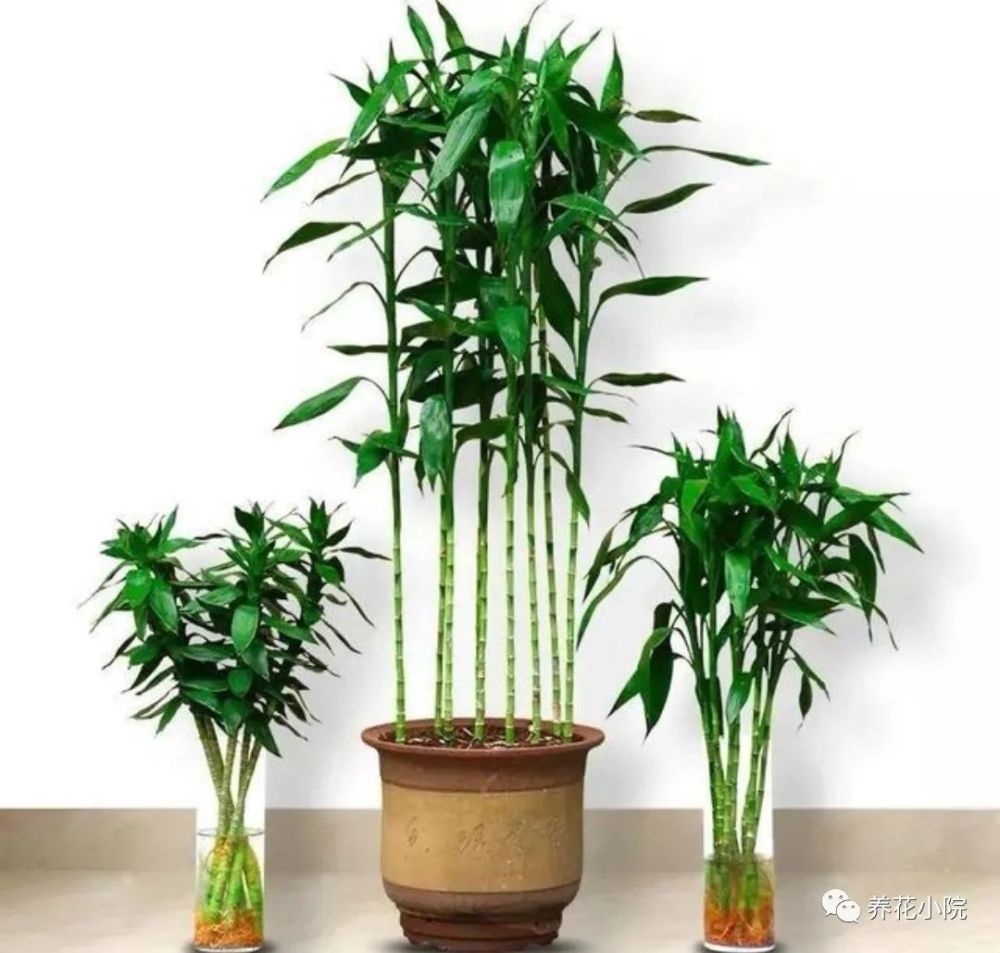 冬天养富贵竹，做好3件事，照样能生长茂盛，枝叶青翠