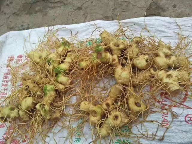 1选地整地 野生的黄精生活习性一般是喜阳喜肥的,所以我们在种植的