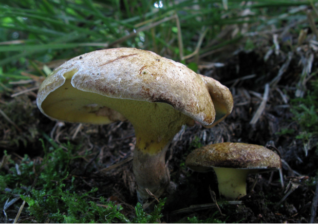 荒野維生野菜系列——鉛色短孢牛肝菌