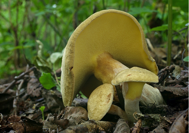 荒野维生野菜系列——铅色短孢牛肝菌