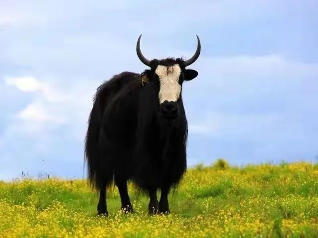 青藏文化的根脉——牦牛文化——首届中国乡村文化产业创新发展大会