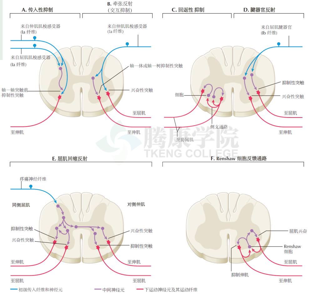 神經解剖學|脊髓的軀體反射通路