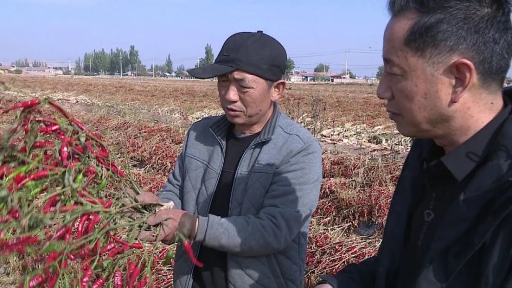 景泰县草窝滩镇戈壁滩上的火辣新生活