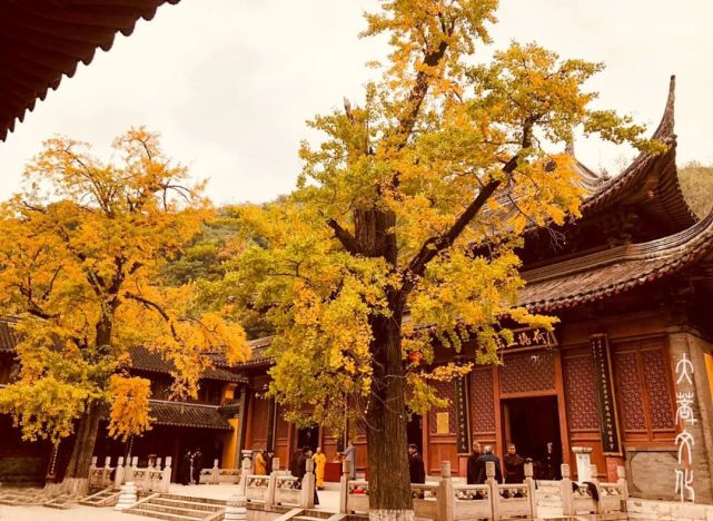 千年古刹,银杏正当时!