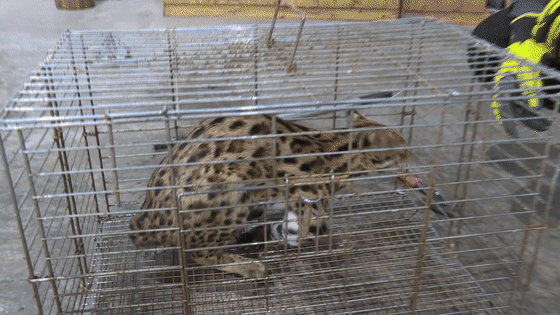 宜宾发现一只近1米长的豹猫!竟然是