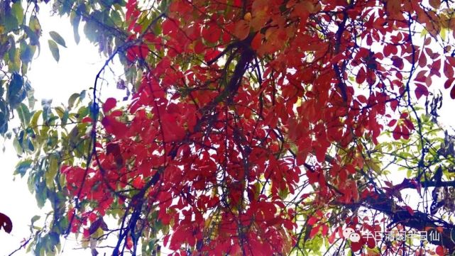 李琼落落钗头凤亭亭叶上秋诗意中草药