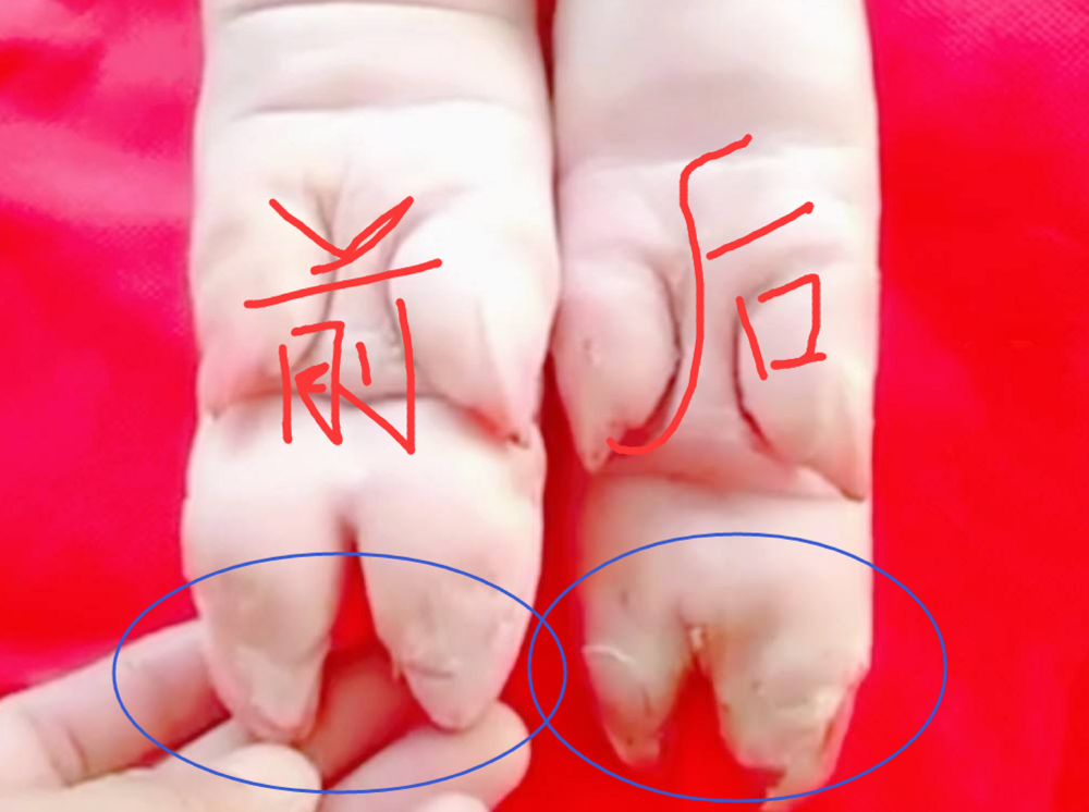 买猪蹄,挑"前蹄"还是"后蹄"?差别很大,买错了白花冤枉钱_腾讯新闻