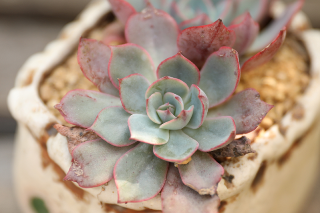 "阿美星"景天科拟石莲花属多肉植物,中小型品种,易养护,易分支群生