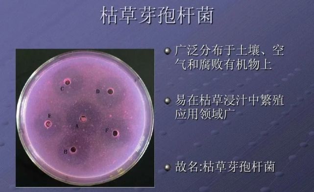 水產養殖芽孢桿菌的作用知多少?