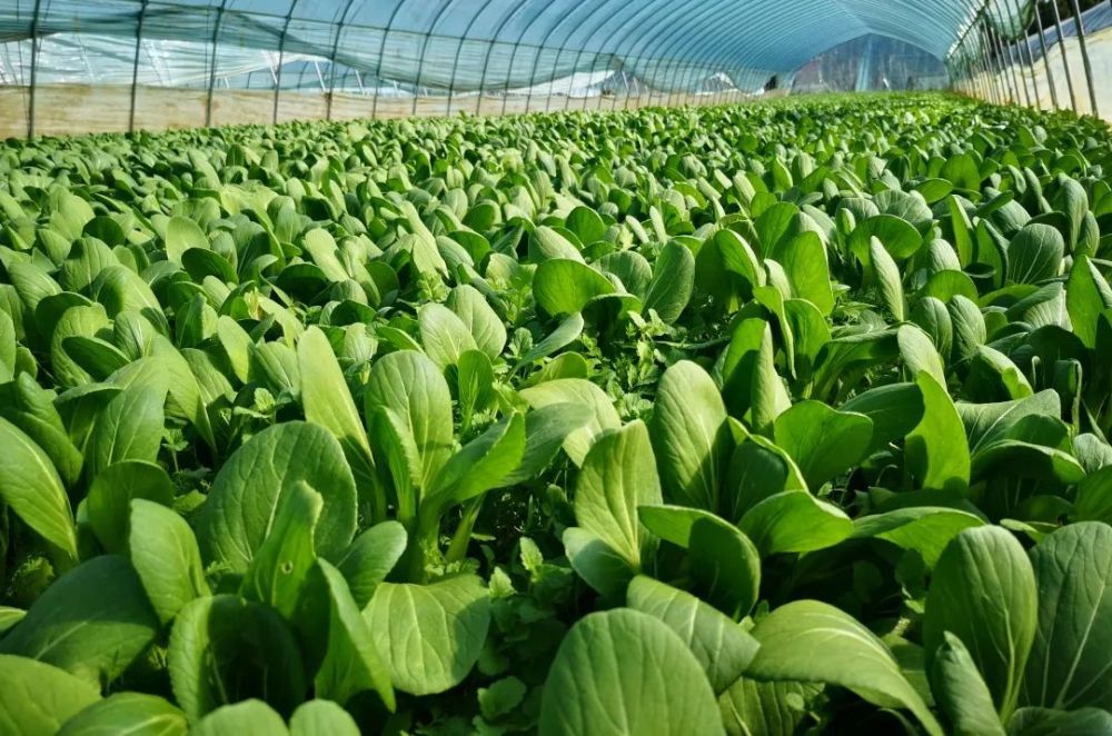 积极打造白鹿原有机蔬菜种植地基,发展绿色有机蔬菜种植产业,进一步