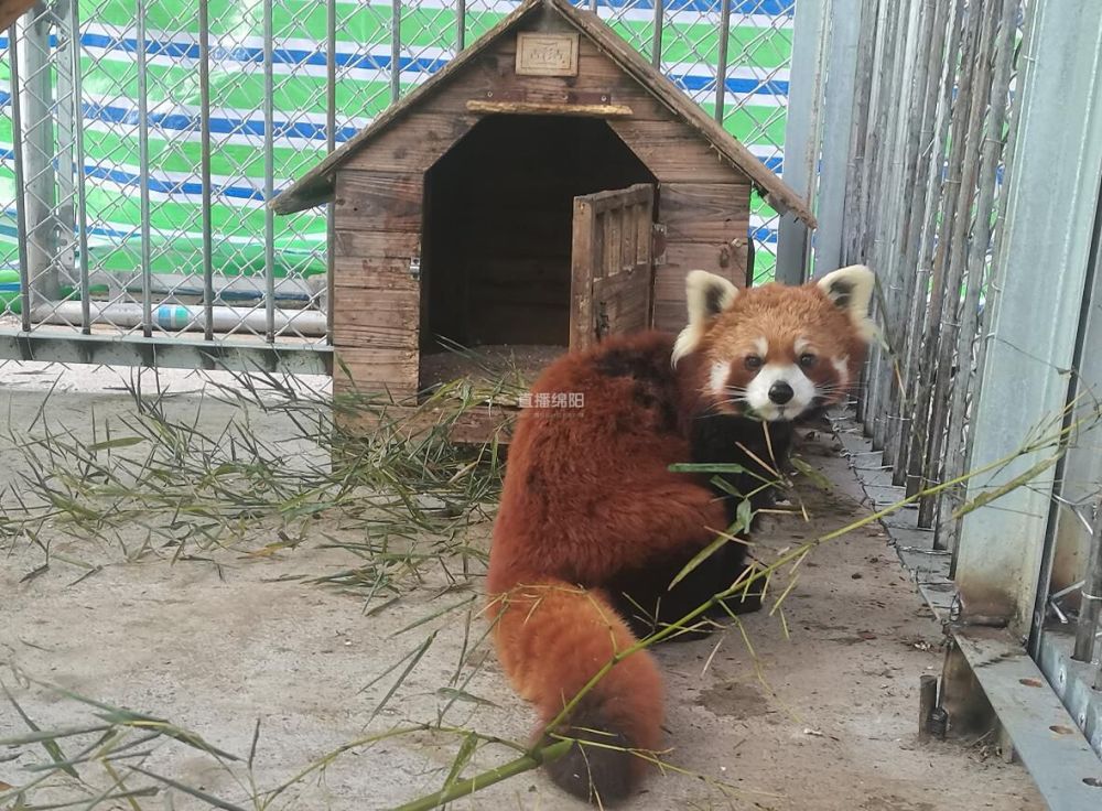 猛兽萌兽绵阳川北野生动物乐园已入住400多只野生动物