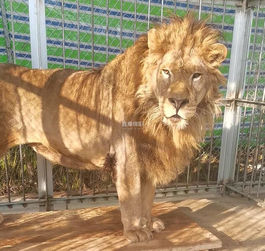 猛兽萌兽绵阳川北野生动物乐园已入住400多只野生动物