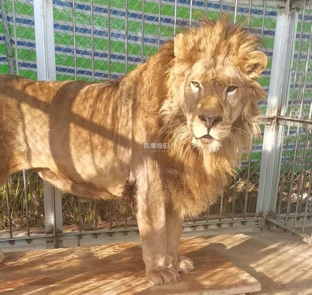 猛兽&萌兽 绵阳川北野生动物乐园已入住400多只野生动物