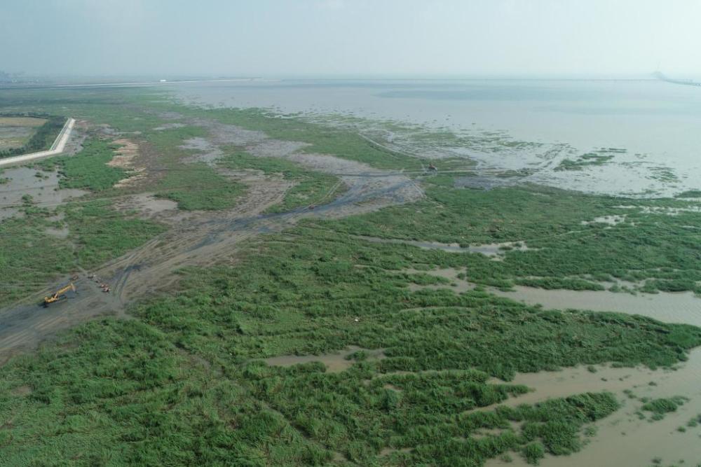 半岛聚焦丨揭秘"生态杀手"互花米草!