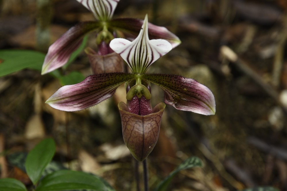 国家一级保护野生植物紫纹兜兰进入盛花期_腾讯新闻