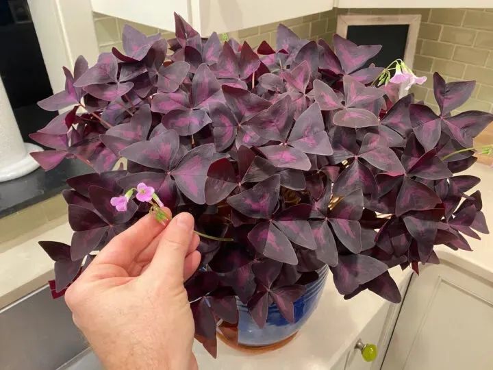 秋季买块茎培育紫叶酢浆草可以快速长芽开花适合养在小窗台上