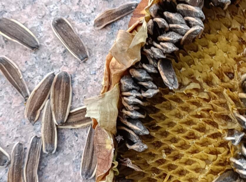 有不止一位巴彦淖尔市乌拉特中旗的农户,种地名为"三瑞9号"的葵花品种