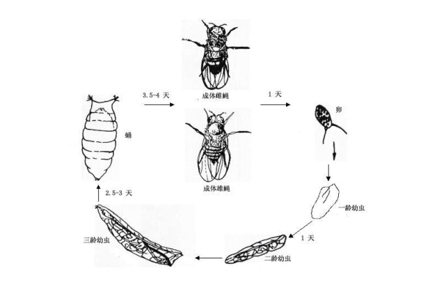 果蠅,高中生物書上頻繁出現的名詞,