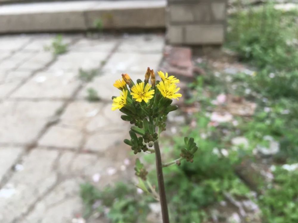 黃鵪菜跟蒲公英最好識別的就是地上莖和花了,蒲公英沒有地上莖,基生葉