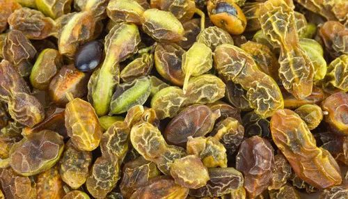 刺槐果实(刺槐果实形状)