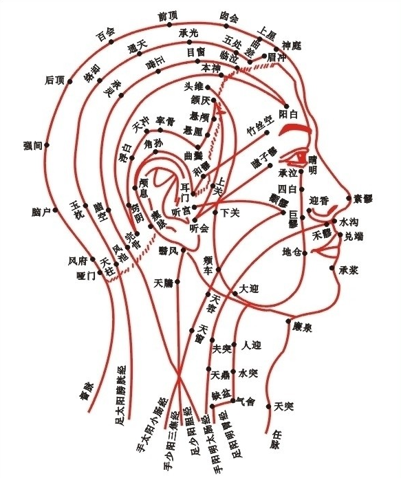 天灵盖位置图图片