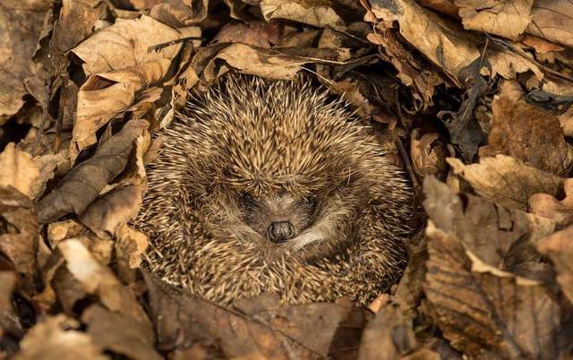 暴雪时,黑龙江刺猬选择冬眠,东北虎应对寒冷有诀窍_腾讯新闻