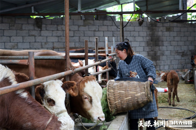 貴州興仁把牛產業做得更牛