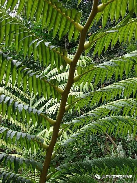 地球生物全系列植物篇真蕨门厚囊蕨纲