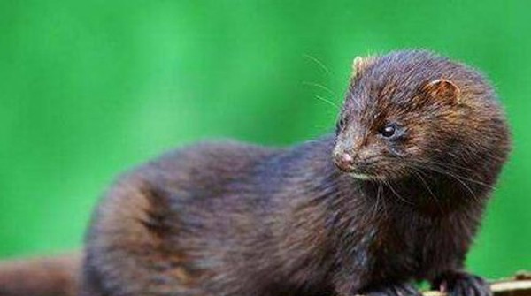 水貂的等级是怎么划分的