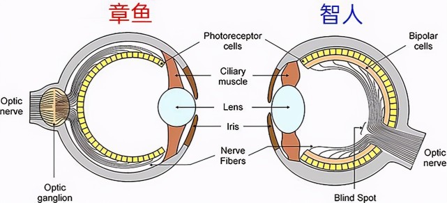 人类的眼睛是残次品?地球上的这种生物,能够看见四维空间