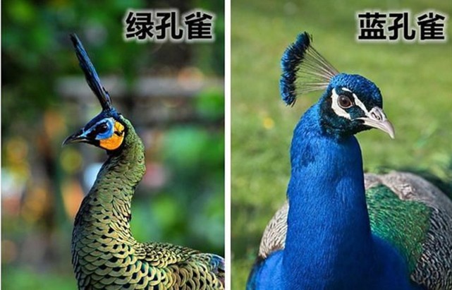 全国不足500只,逼停10亿水电站|孔雀|顾伯健|云南|蓝孔雀|绿孔雀|水电