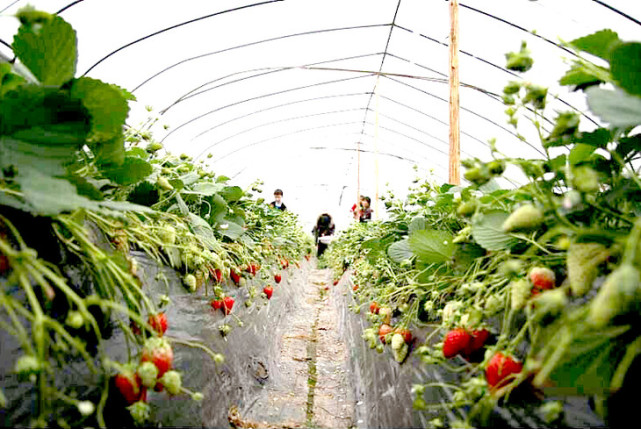在智能温室大棚里种植草莓应该是这样的