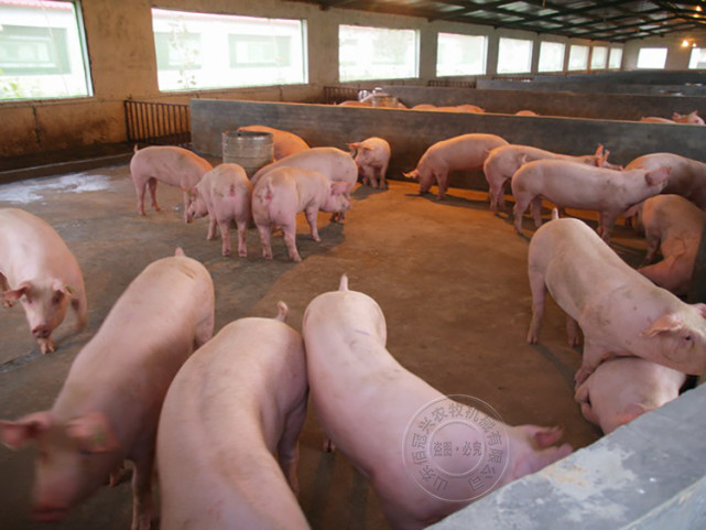 大型猪场科学饲养育肥猪的管理技巧!