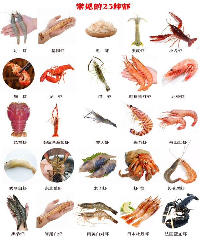 海虾种类大全图解图片