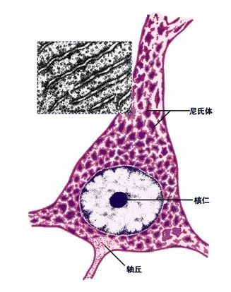 (1)尼氏體(又稱嗜染質):位於神經元胞體或樹突內的嗜鹼性團塊或顆粒