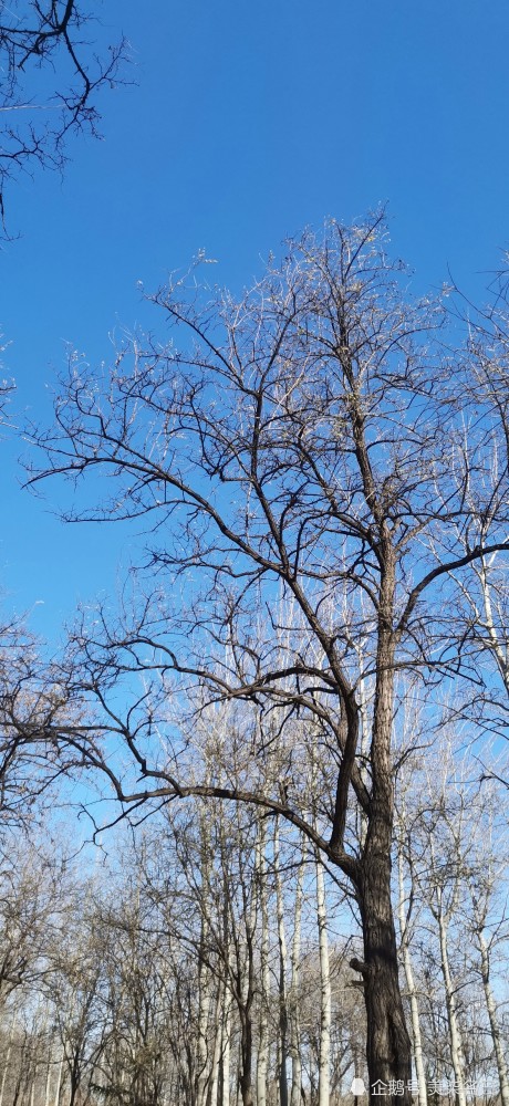 冬天树木