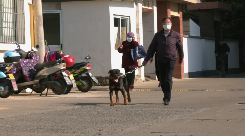 但在前天清晨 新城还是发生了一起 烈性犬伤人事件 一只罗威纳犬从家