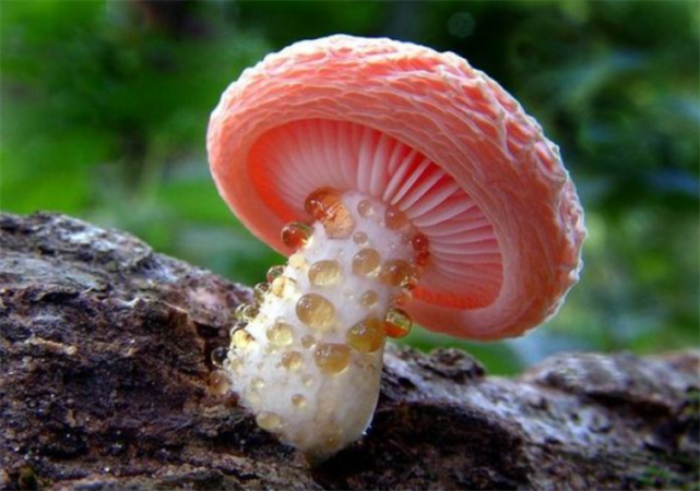 蘑菇属于植物吗?不属于,它的别名叫"大型真菌"