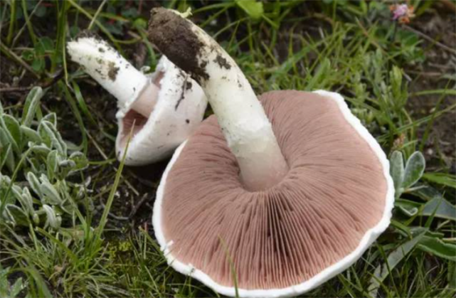 蘑菇属于植物吗?不属于,它的别名叫"大型真菌"