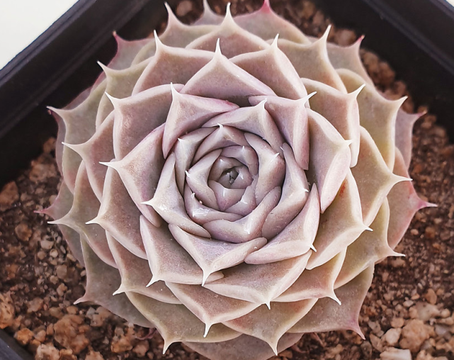 多肉植物海琳娜叶插育苗和养护注意事项|海琳娜|植物|多肉