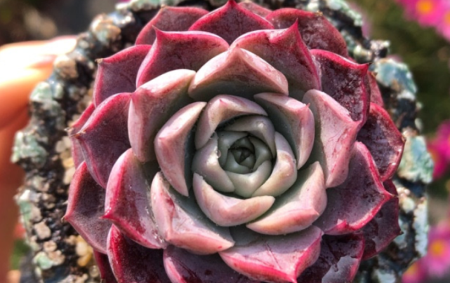 多肉植物海琳娜叶插育苗和养护注意事项|海琳娜|植物|多肉