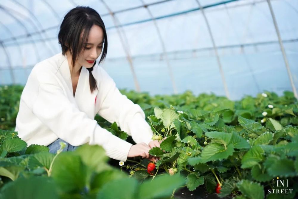 草莓免費送海寧這裡藏著個莊園25個大棚還有稀有品種