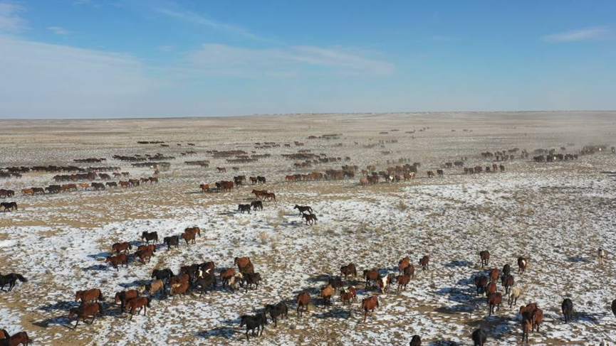 新疆阿勒泰:富蕴县杜热镇被授予"万马之乡"称号_腾讯新闻