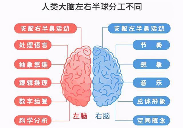 大脑主要是由两个半球组成的,中间就是用一个胼胝体连接组成的,但这个